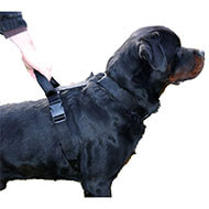 Adjustable dog harness intervention