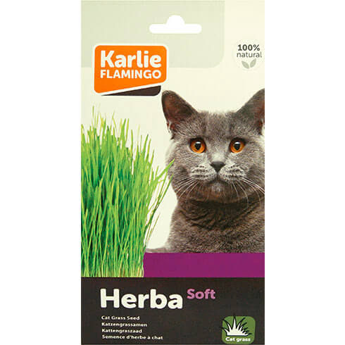 Semence d'herbe à chat - 100% naturel