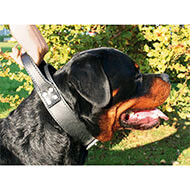 Black leather dog collar intervention - Black & Metal