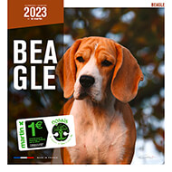 Calendrier chien 2022 - Beagle - Martin Sellier