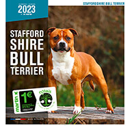 Calendrier chien 2023 - Stafford Shire Bull Terrier - Martin Sellier