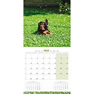 Dog Calendar 2021 - Breed Cavalier King Charles - Martin Sellier