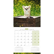 Calendar 2023 -  Chihuahua - Martin Sellier