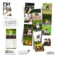Calendrier chien 2022 - Chihuahua - Martin Sellier