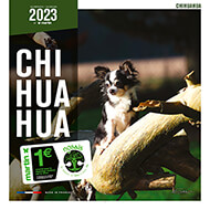 Dog Calendar 2021 - Breed Chihuahua - Martin Sellier
