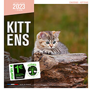 Calendrier 2022 - Chatons - Martin Sellier