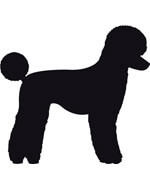 Autocollant Sticker corps de chien Caniche - coupe moderne