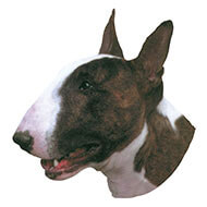 Bull Terrier Sticker - 15cm