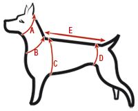 Comment prendre les mesures pour choisir le harnais d'un chien